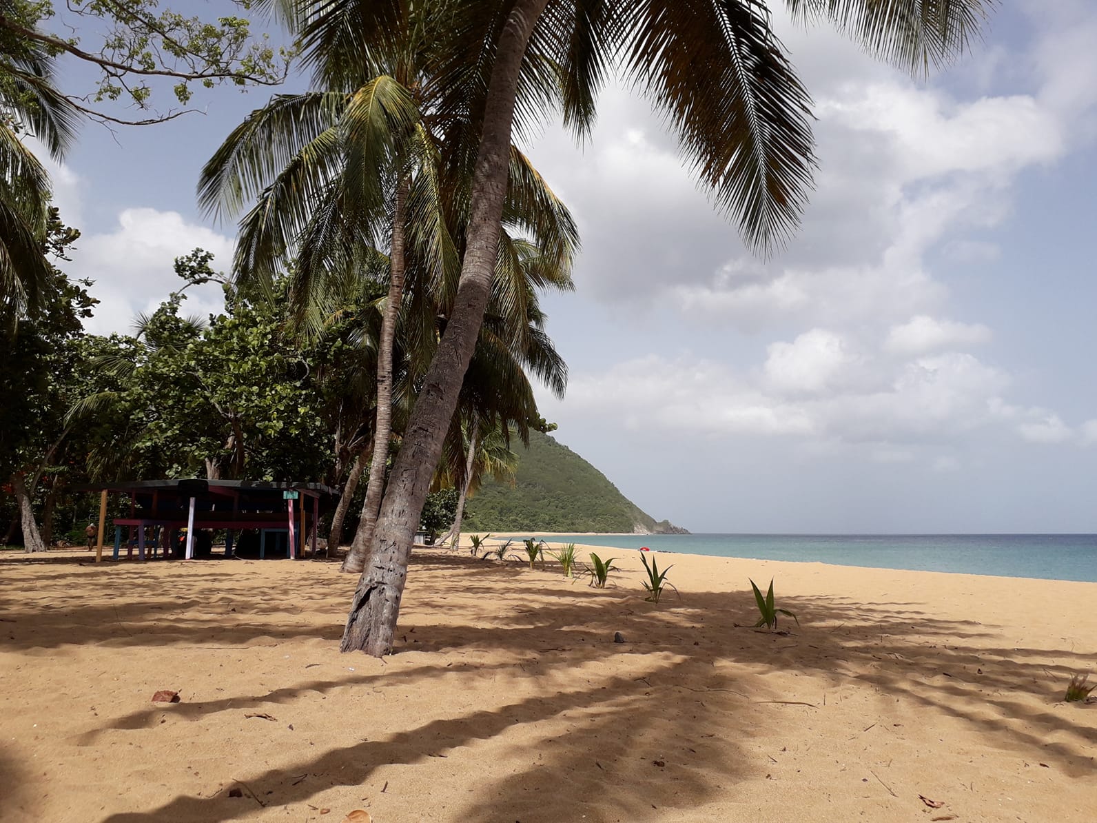 Sans intervention humaine pas de plages propre même en Guadeloupe !