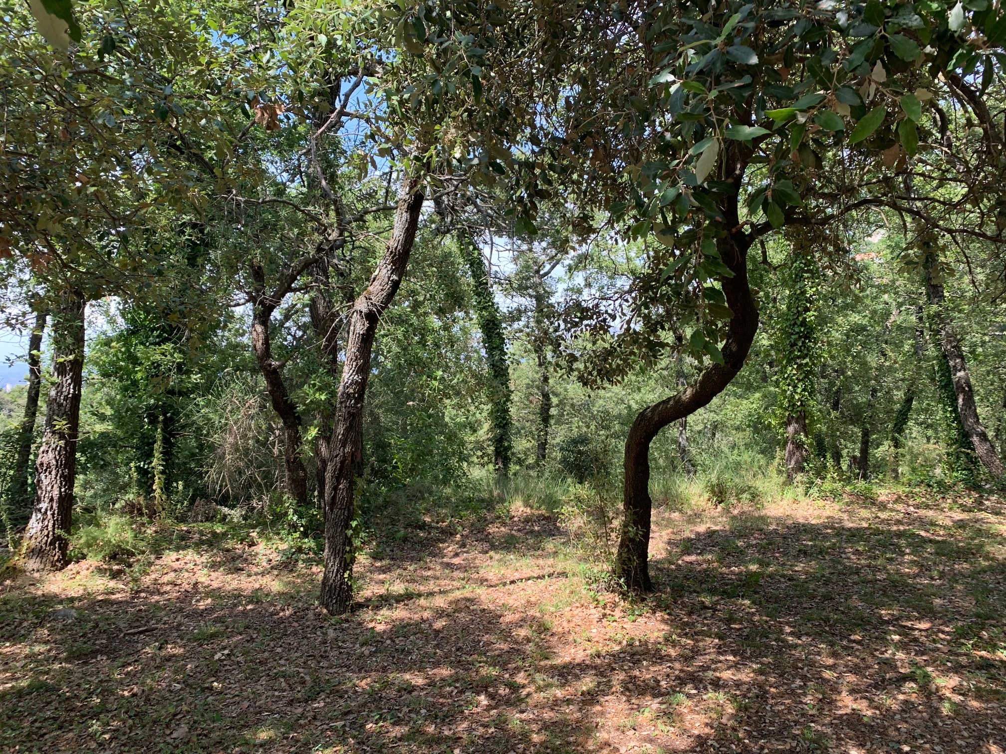 #Déambulation Estivales 2021 : Il existe des espaces boisés de chênes en Provence – rafraichissant en période de forte chaleur –